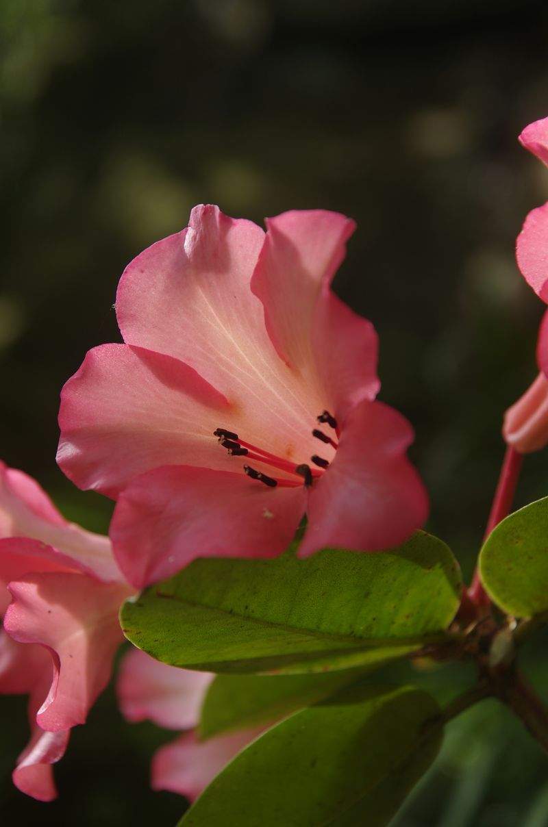 Maple Bloom Garden Co. 12