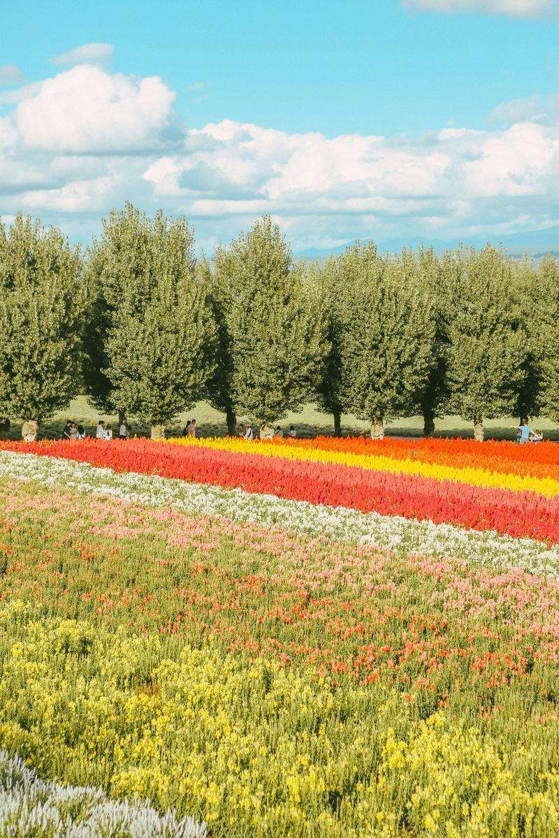 Pruning and shrub maintenance